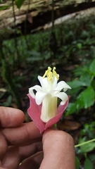 Passiflora membranacea