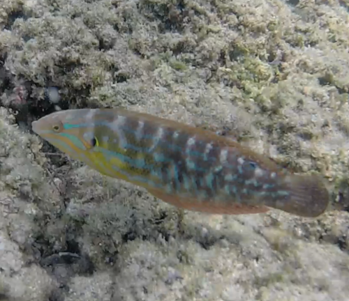 Elegant coris (Coris venusta) — Labridae — 5