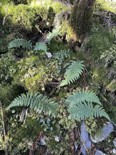 Dryopteris transmorrisonensis observed 2024-09-13