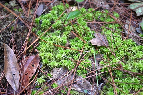 Imbricate Bog-moss (Sphagnum affine)