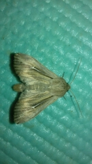 Leucania comma