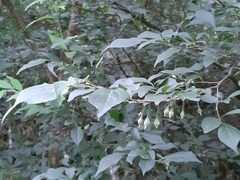 Styrax formosanus