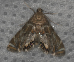 Petrophila confusalis