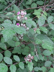 Rubus incanus