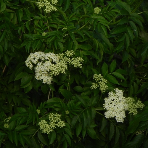 Image of Sambucus australis by (c) Thomaz Ricardo Favreto Sinani, some rights reserved (CC BY)