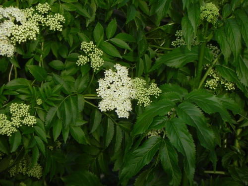 Image of Sambucus australis by (c) Thomaz Ricardo Favreto Sinani, some rights reserved (CC BY)