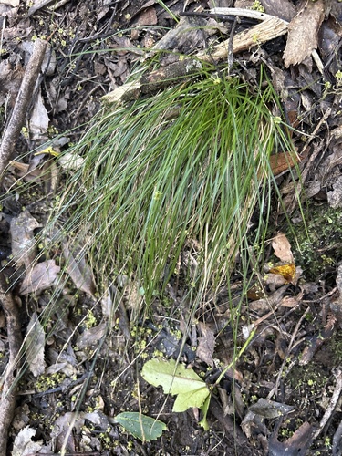 Forest Bastard Grass (Carex silvestris)