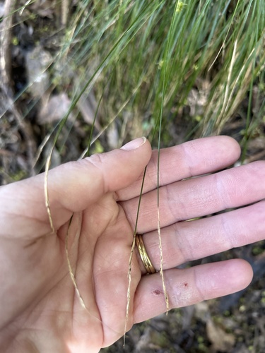 Image of Carex silvestris by no rights reserved