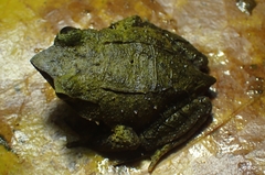 Megophrys montana