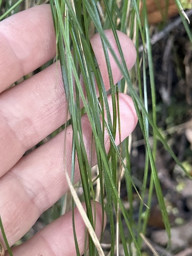 Image of Carex silvestris by no rights reserved