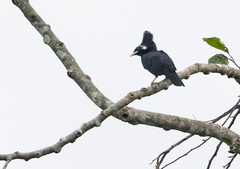 Long-Crested Myna photo 3