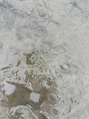 Image of Zannichellia palustris by no rights reserved