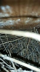 Troglodytes aedon parkmanii