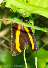 Yoma sabina
