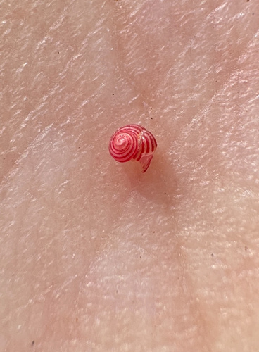 Leptothyra observed 2024-09-20