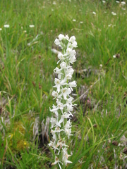 Platanthera dilatata leucostachys