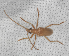 Centrodera