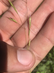 Deschampsia danthonioides