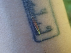 Deschampsia danthonioides