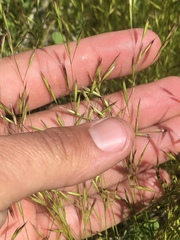 Deschampsia danthonioides