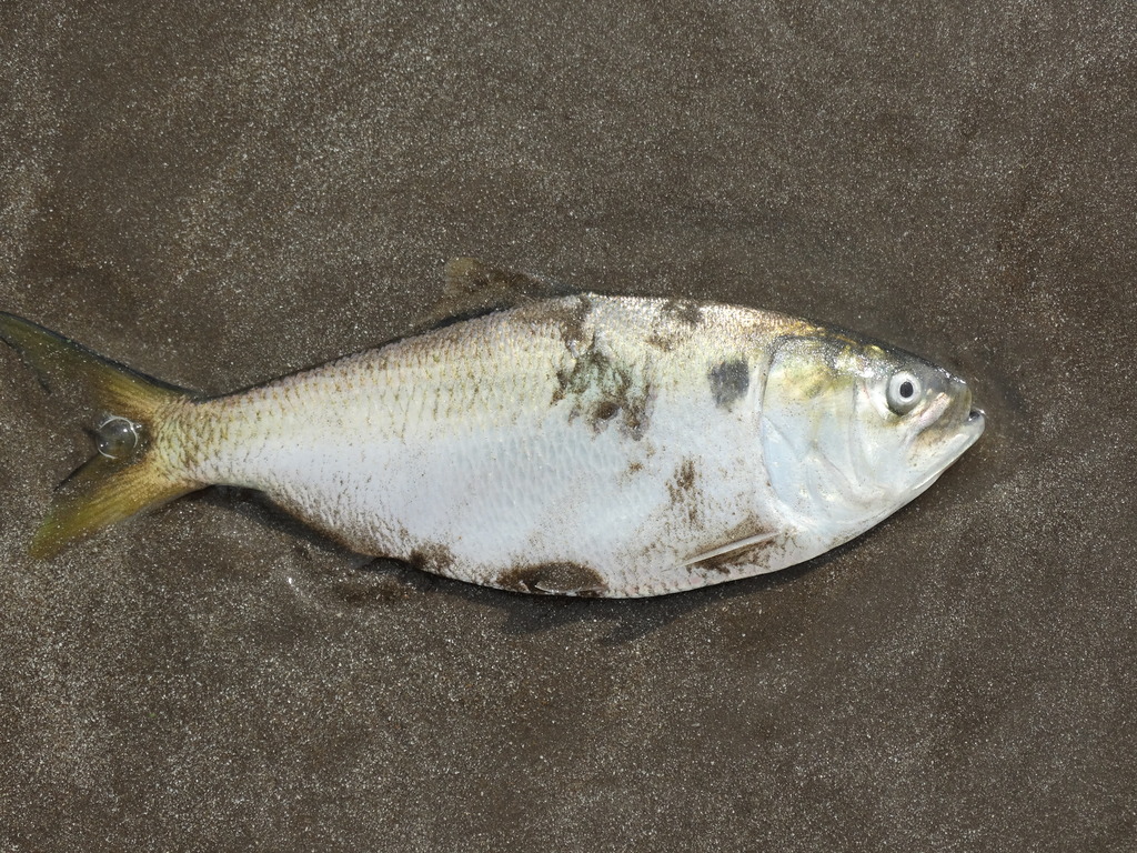Brazilian Menhaden