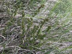 Betula michauxii