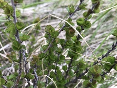 Betula michauxii
