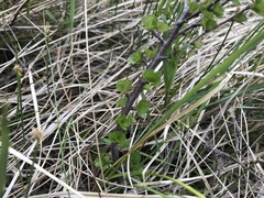 Betula michauxii