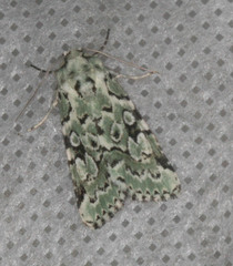 Bryolymnia viridata