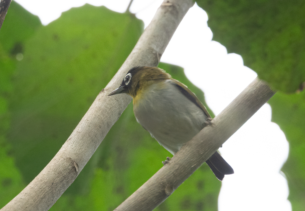 Seram White-eye photo