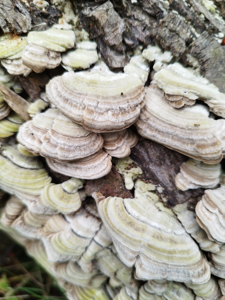 Cerrena unicolor