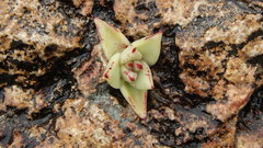 Echeveria agavoides