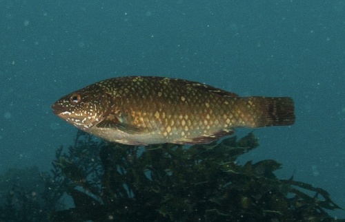 Bruine wier-lipvis (Notolabrus fucicola) — Labridae