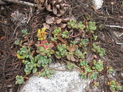 Sedum obtusatum