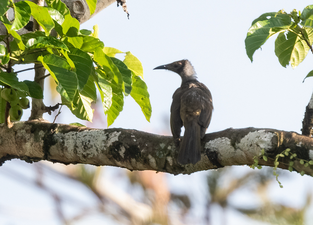 Seram Friarbird