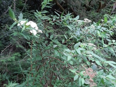 Spiraea formosana
