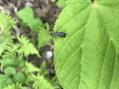 Cephaloon lepturides