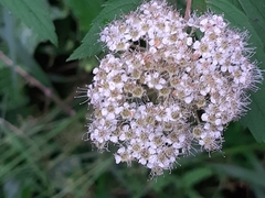 Spiraea formosana