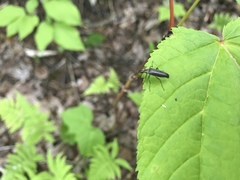 Cephaloon lepturides