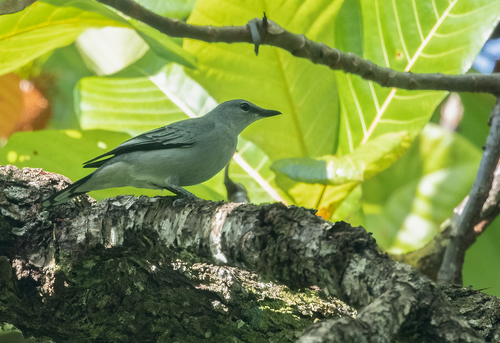 Pale Cicadabird