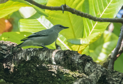 Pale Cicadabird photo 1