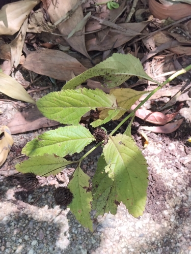 Image of Hyptis capitata by (c) Matthew Borella, some rights reserved (CC BY)