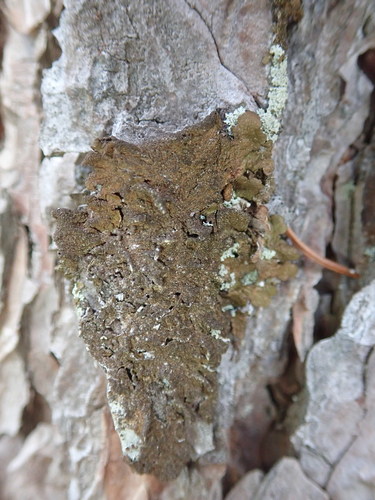 Abraded Camouflage Lichen