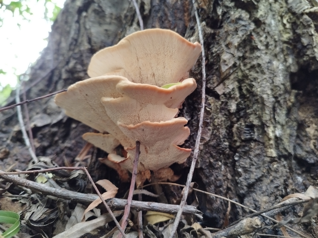 Abortiporus biennis · April 2024 · photo: © seba_fornes (iNaturalist, cc-by)