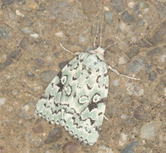 Bryolymnia viridata
