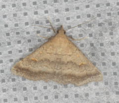Tetanolita palligera