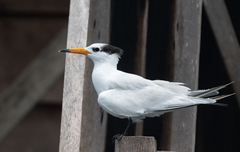 Chinese Crested Tern photo 2