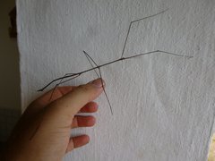 Cladoxerini