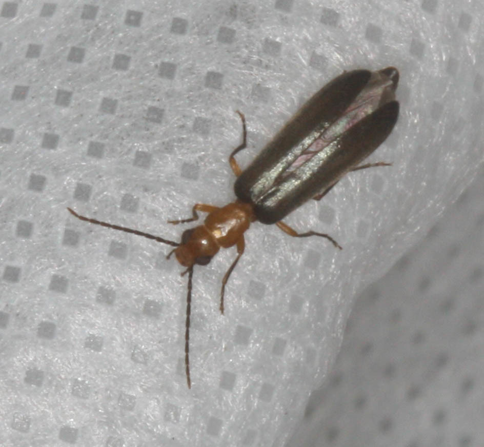 Xanthochroina bicolor