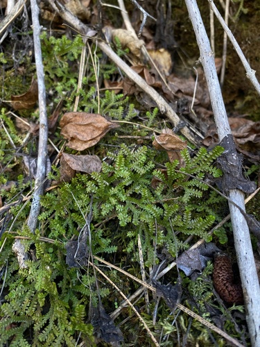 Image of Selaginella douglasii by (c) Daniel Kennedy, some rights reserved (CC BY)
